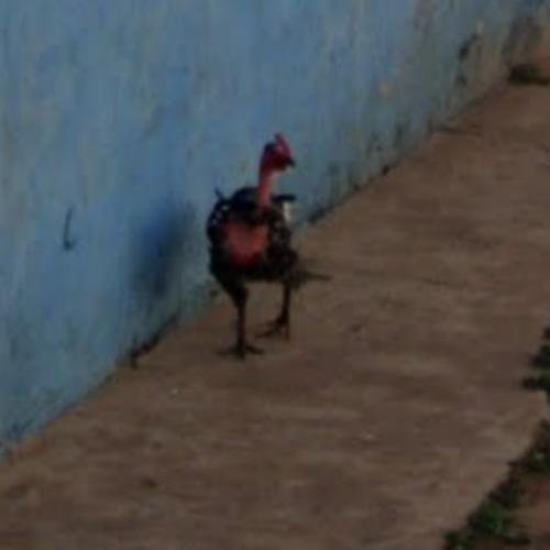 Chicken road oficial - Conoce el Mónaco del Juego: La Ruta de Pollo en España